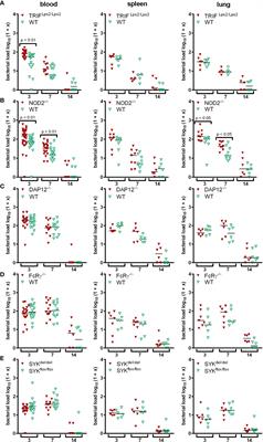 Anaplasma phagocytophilum Induces TLR- and MyD88-Dependent Signaling in In Vitro Generated Murine Neutrophils